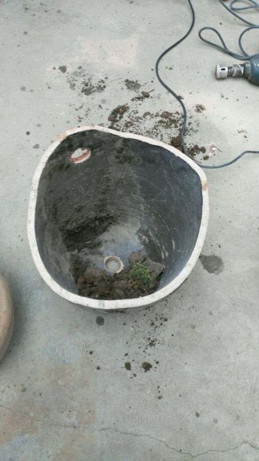 图解 怎么用破水缸种植枸杞下山桩的方法