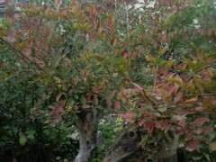 为什么榔榆下山桩叶子 开始红了 图片