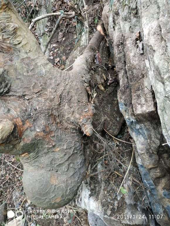 这是榔榆下山桩还是榉树 怎么区别 图片