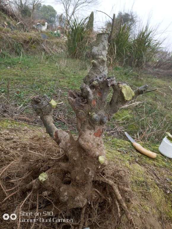 这种扭曲的榔榆下山桩 是怎么生长出来的