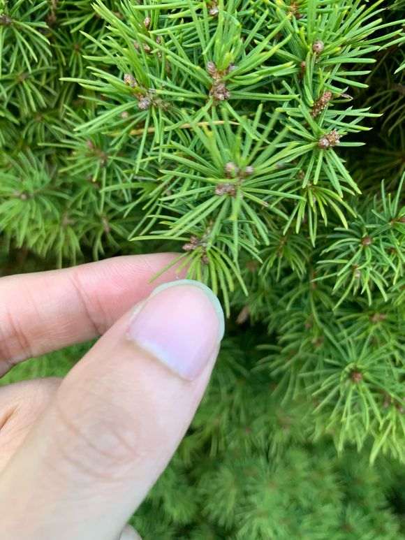 在日本 这是不是五针松下山桩 图片