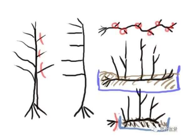 图解 丛林榉树下山桩怎么制作盆景的过程