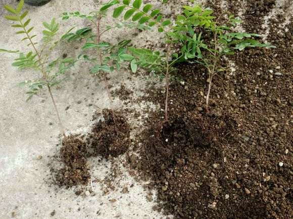 栽培清香木下山桩怎么用土的方法 图片