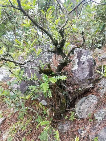 清香木下山桩制作盆景 有前途吗 图片