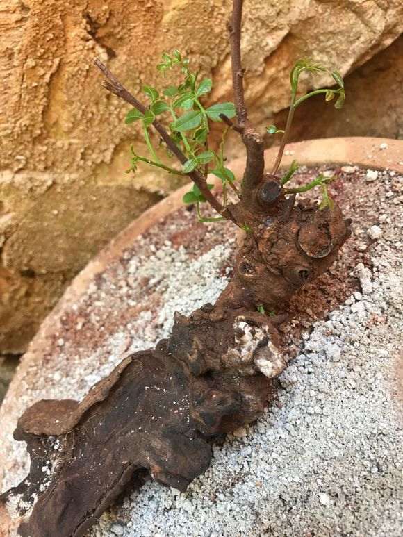 去年清香木下山桩红芽 今年绿芽 怎么办