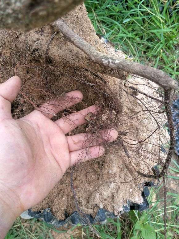 清香木下山桩1年了 换了控根器种 图片