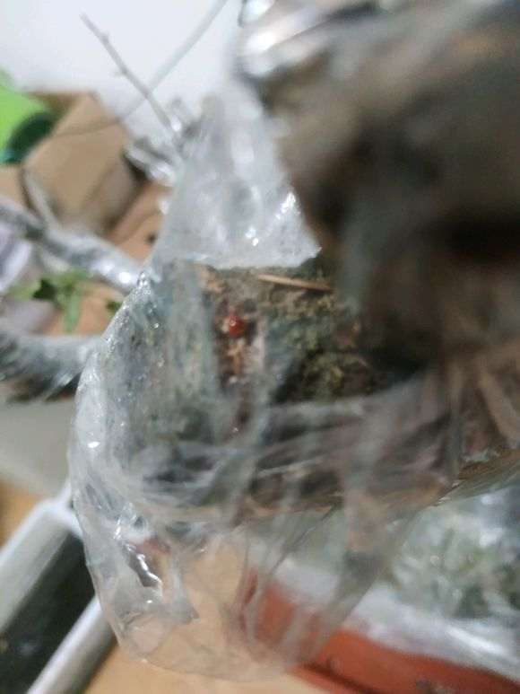 清香木下山桩种了半个月 流出红色的液体