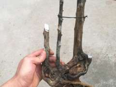 图解 金豆下山桩怎么硬枝扦插的方法
