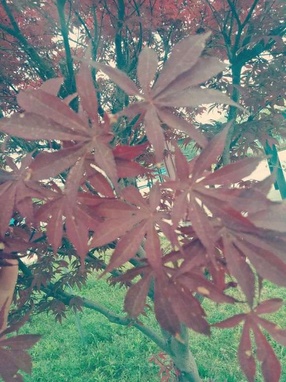 冬季室外能种什么品种的红枫下山桩 图片
