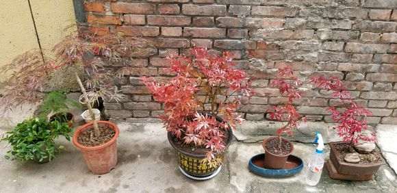 中国红枫下山桩有品种区别吗 图片