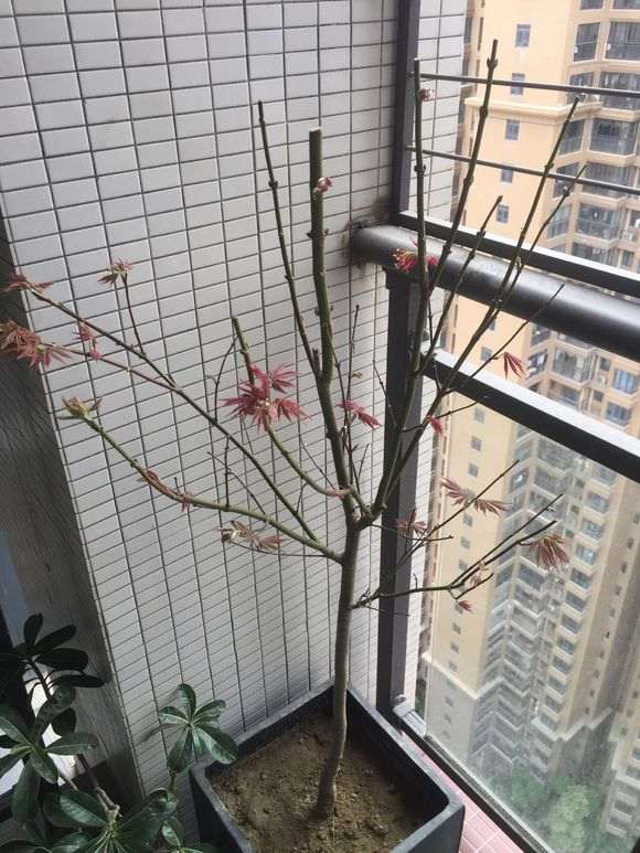 这是正宗的日本红枫下山桩吗 图片