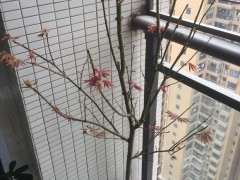 这是正宗的日本红枫下山桩吗 图片