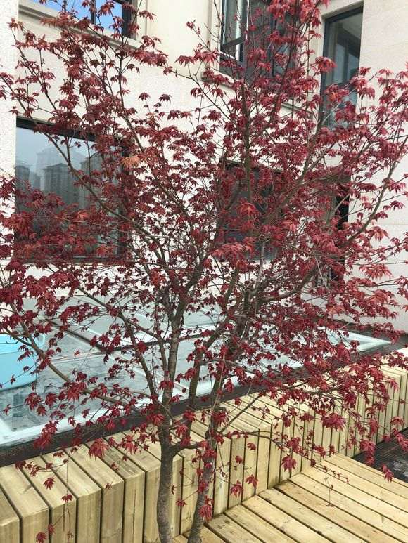 红枫下山桩叶子为什么都焉了 怎么办