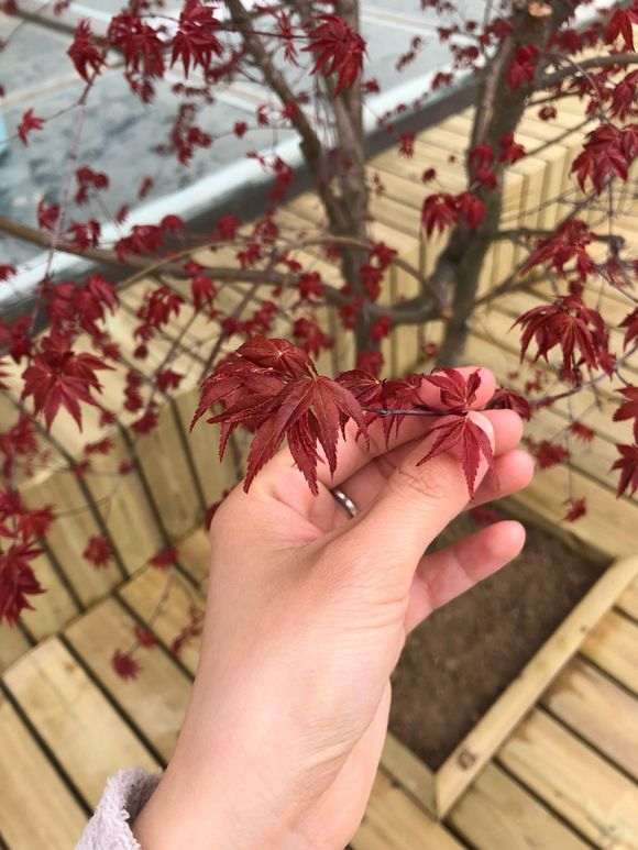 红枫下山桩叶子为什么都焉了 怎么办
