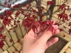 红枫下山桩什么时候长叶子 4月份长