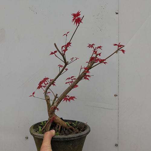 红枫下山桩如何发芽种活的方法 图片