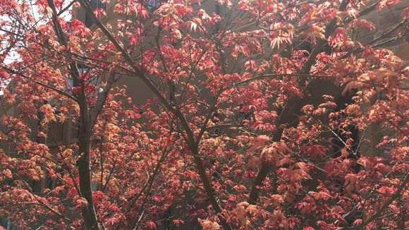 日本红枫下山桩吗 为啥叶子颜色不红 图片