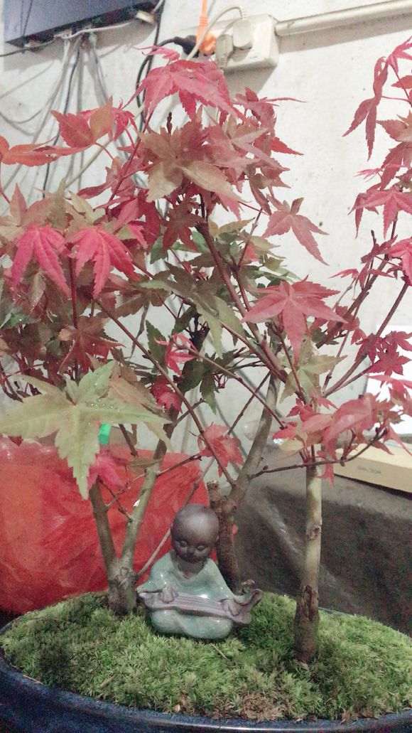 这是鸡爪槭 还是红枫下山桩 图片
