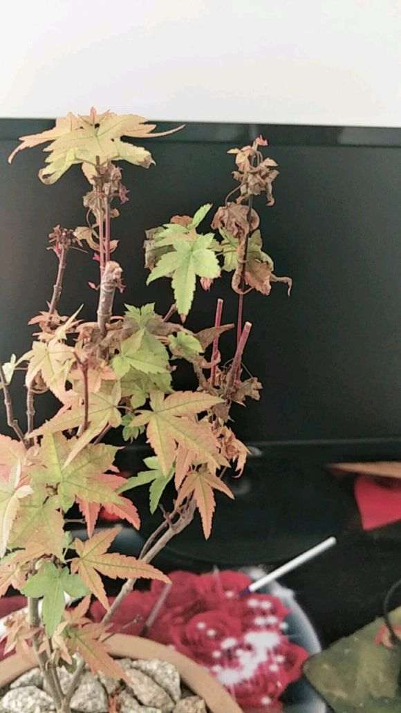 红枫下山桩叶子枯萎是什么原因 图片