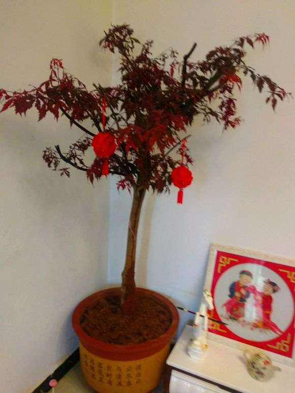红枫下山桩室内叶子枯是怎么回事 图片