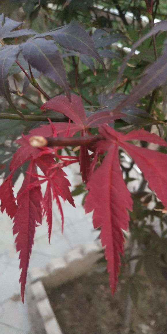 红枫下山桩的叶子有好多虫子 怎么办