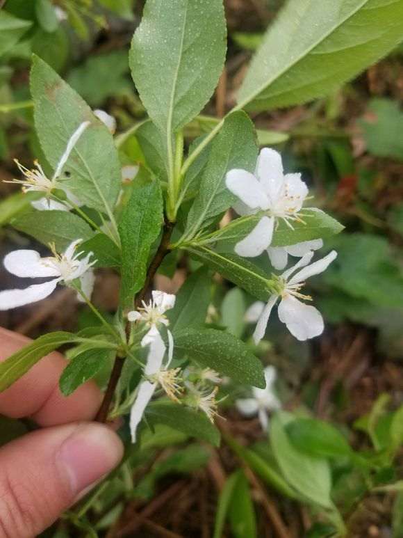 火棘下山桩叶片不像且无刺 图片