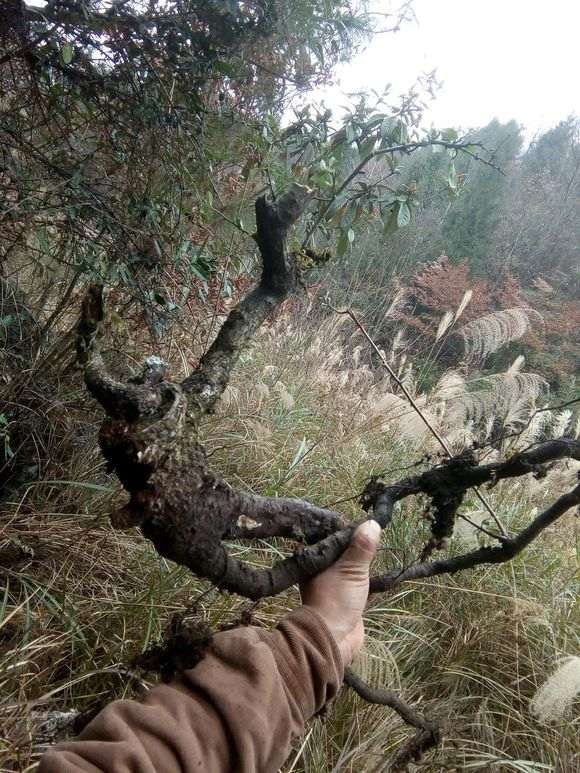 火棘下山桩冬天可造型上盆了吗 图片