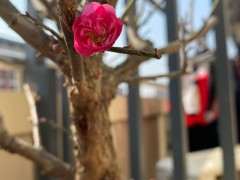 第一次养梅花下山桩 明年能否开花 图片
