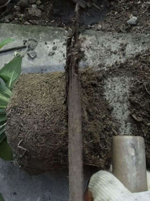 我的盆栽花草怎么修根的方法 图片