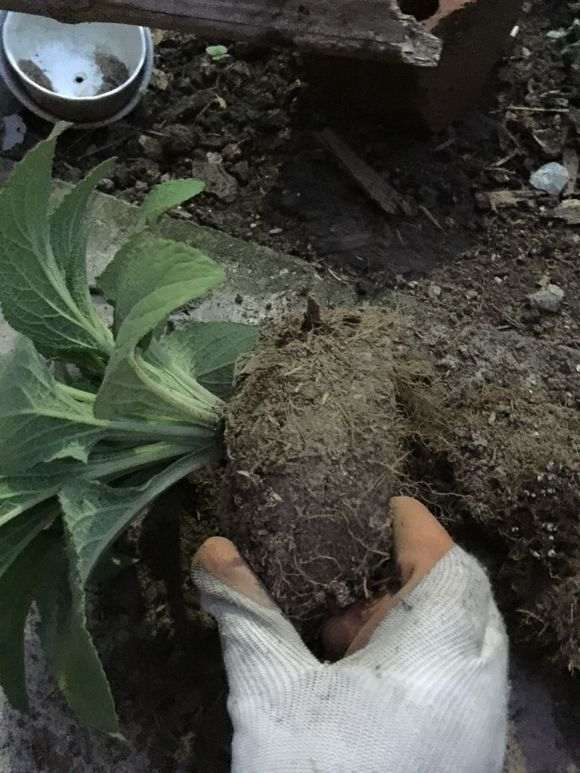 我的盆栽花草怎么修根的方法 图片