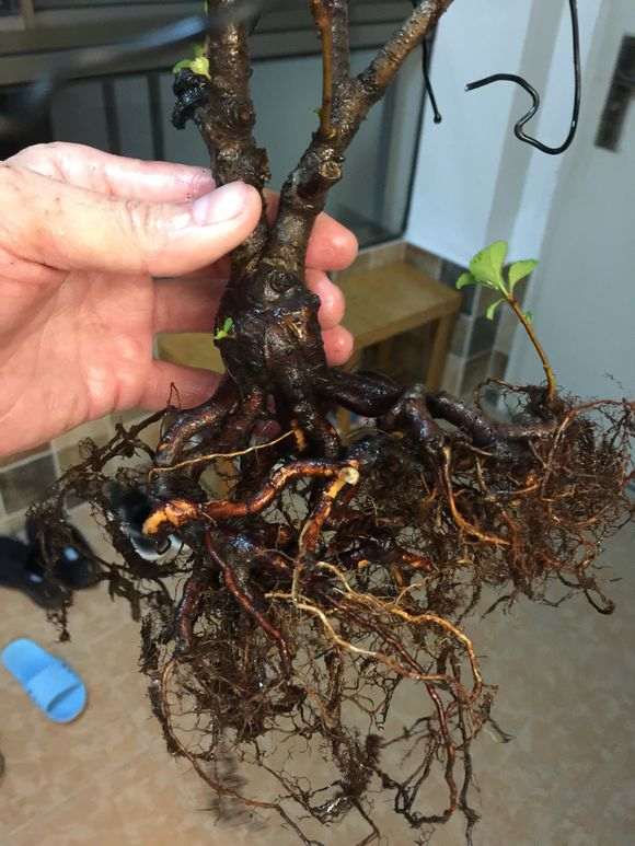 长寿梅下山桩怎么洗根的方法 图片
