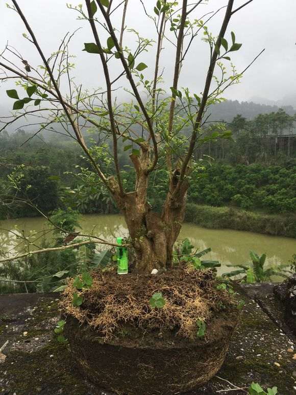 九里香下山桩怎么杀桩的过程 图片