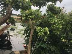 九里香下山桩 等开花的一天 图片
