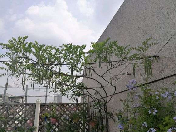 紫藤下山桩在广东可以开花不 图片