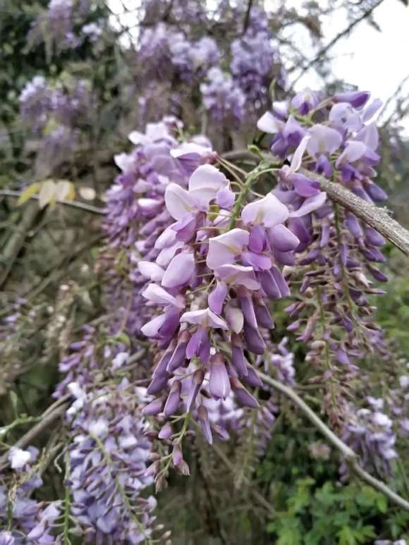 哪种紫藤下山桩花有香味 图片