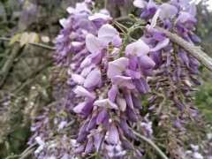 哪种紫藤下山桩花有香味 图片