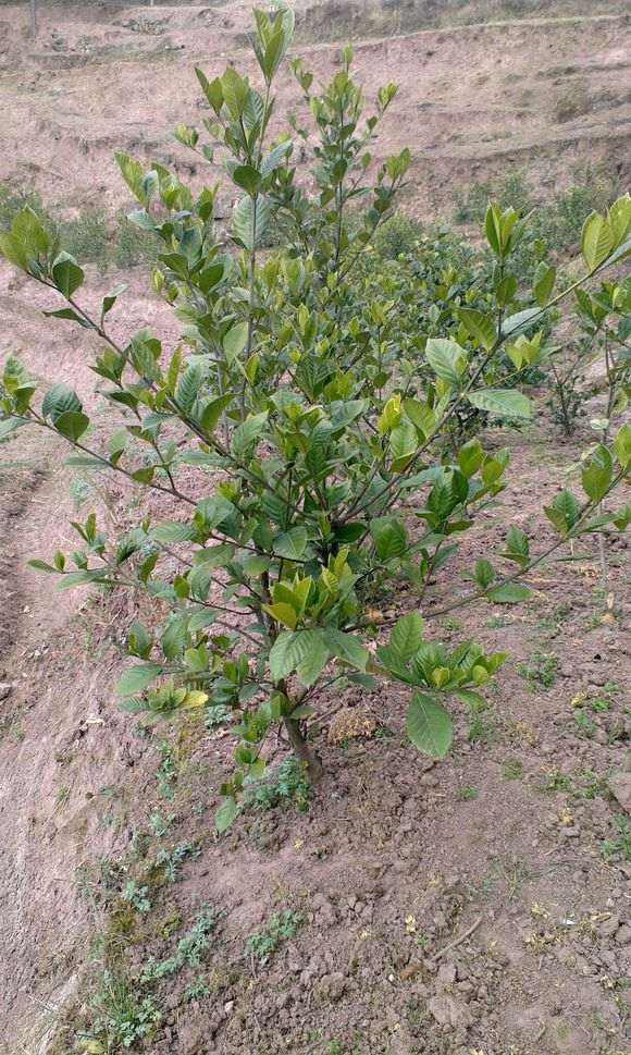 这棵栀子花下山桩 能卖多少钱 图片