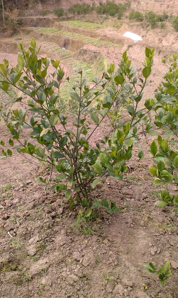 这棵栀子花下山桩 能卖多少钱 图片