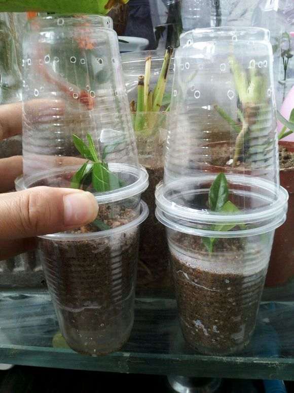 图解 水培栀子花怎么生根的方法