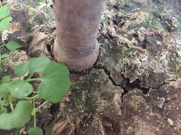 夏天栀子花怎么浇水的方法 图片