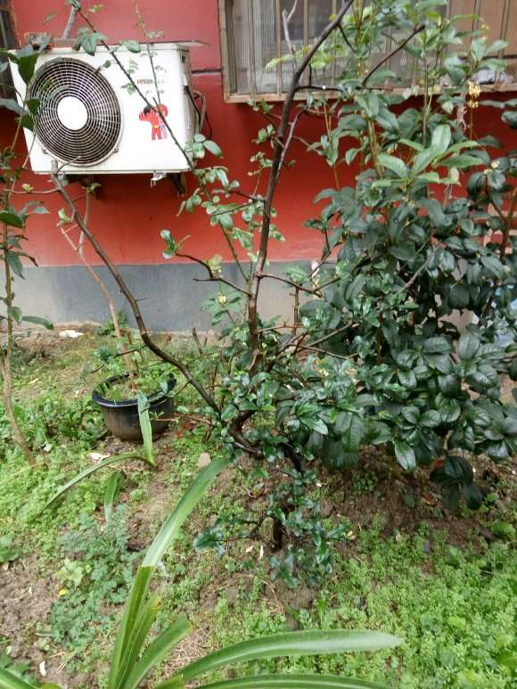 地栽的木瓜海棠下山桩 怎么样 图片