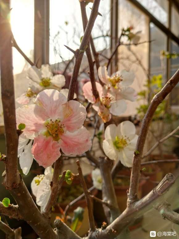 这是海棠下山桩 还是梅花 怎么区别 图片