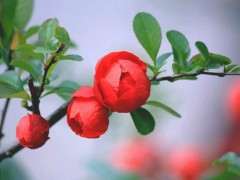 红色的海棠下山桩是什么品种 图片