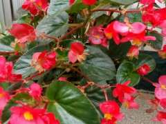 四季海棠这季节每天都浇水 图片