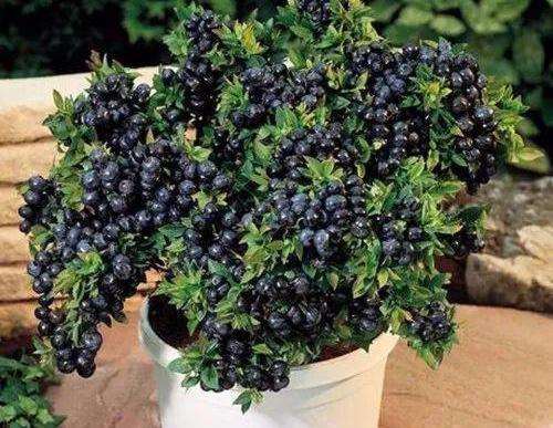 蓝莓盆栽怎么人工授粉的方法 图片