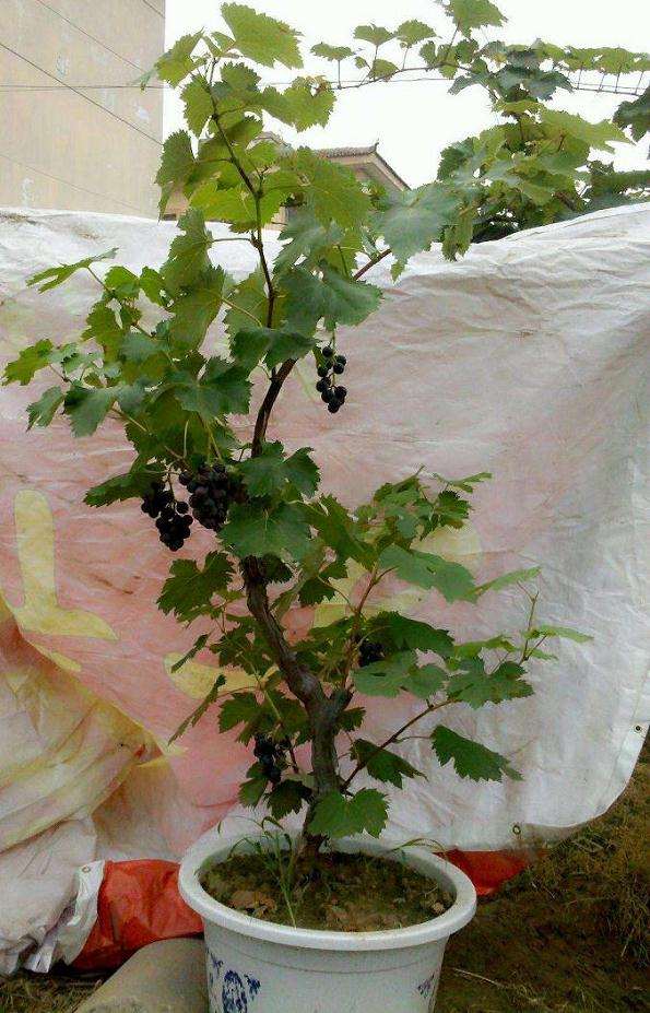 怎么制作葡萄盆栽的方法 图片