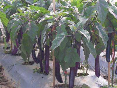 不同臭氧浓度对茄子盆栽生长指标的影响