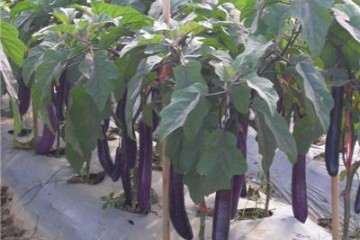 低浓度臭氧对茄子盆栽的生长有什么用