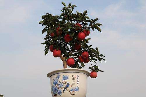 盆栽苹果怎么管理的设施与技术 图片