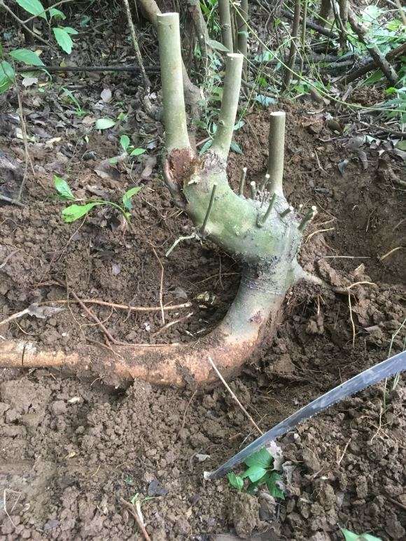 发几张 现场挖朴树下山桩的图片 怎么样